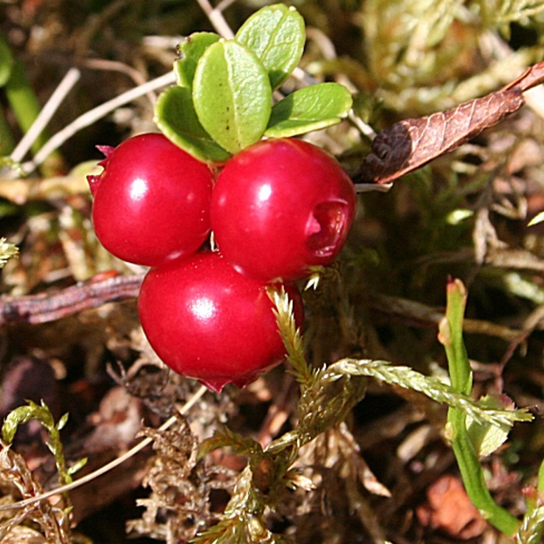 Cowberry перевод. Боровинка ягода. Брусника Vaccinium Vitis-idaea Runo Bielawskie. Брусника на англ cowberry. Vaccinium palustre Cranberry.